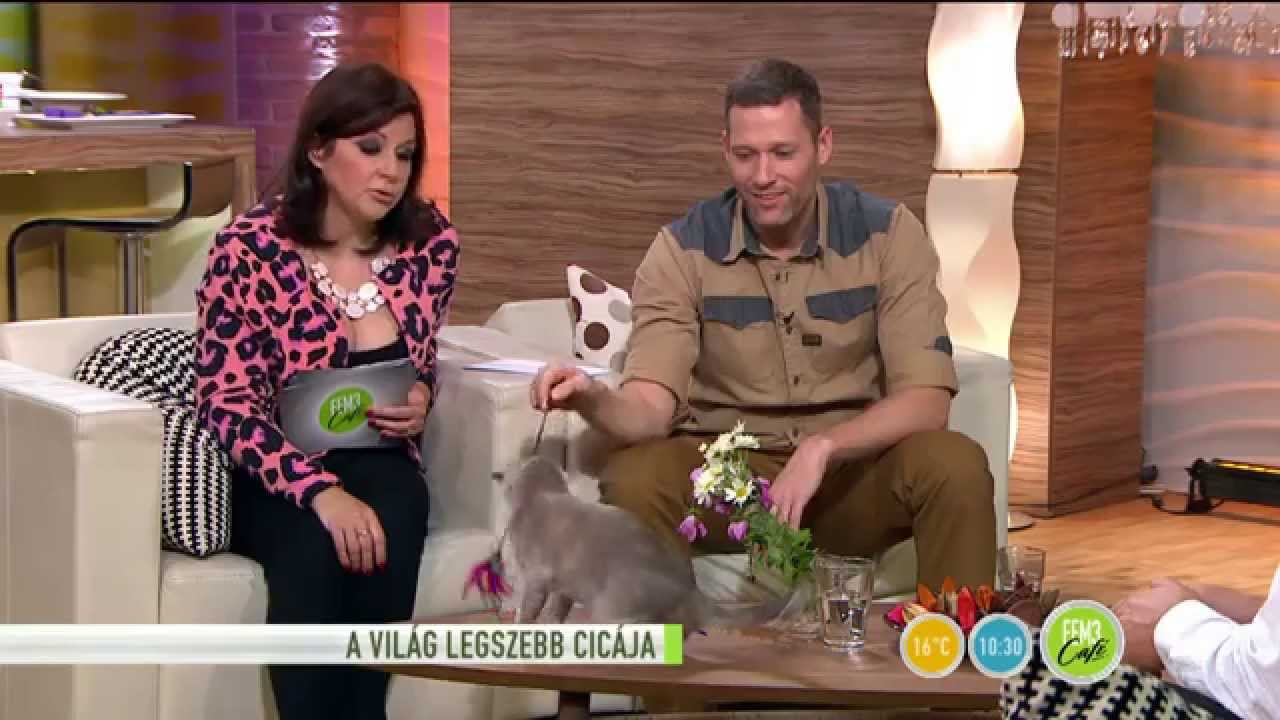 Lerombolta a FEM3 Café stúdióját Busy Bee!-2015.11.11.-tv2.hu/fem3cafe