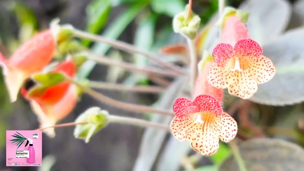 Les plantes médicinales africaines