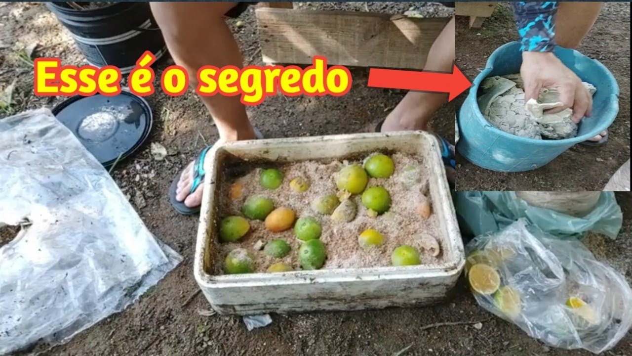 BICHINHO DE LARANJA 