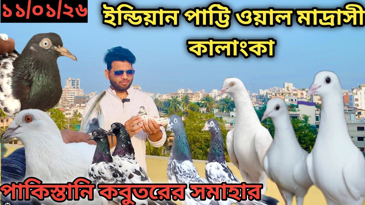 কালাঙ্কা পায়রা,পাকিস্তানি highflying pigeon মাদ্রাসি পায়রা Madrasi Pakistani pigeon sell#pigeon#pks