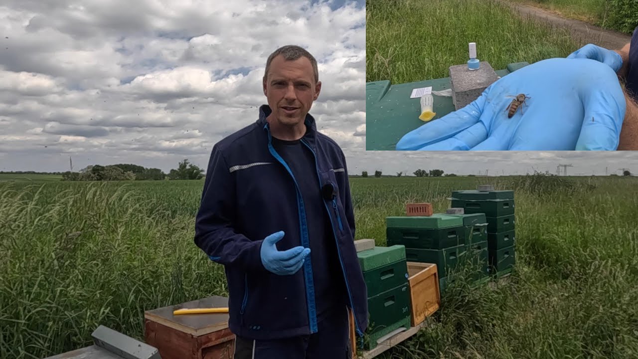 Geschwärmte Völker angucken, Begattungskästen befüllen, Königinnen für Juist 2026