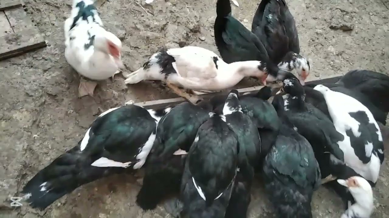 جولة بسيطة في قطيع البط المسكوفي 
