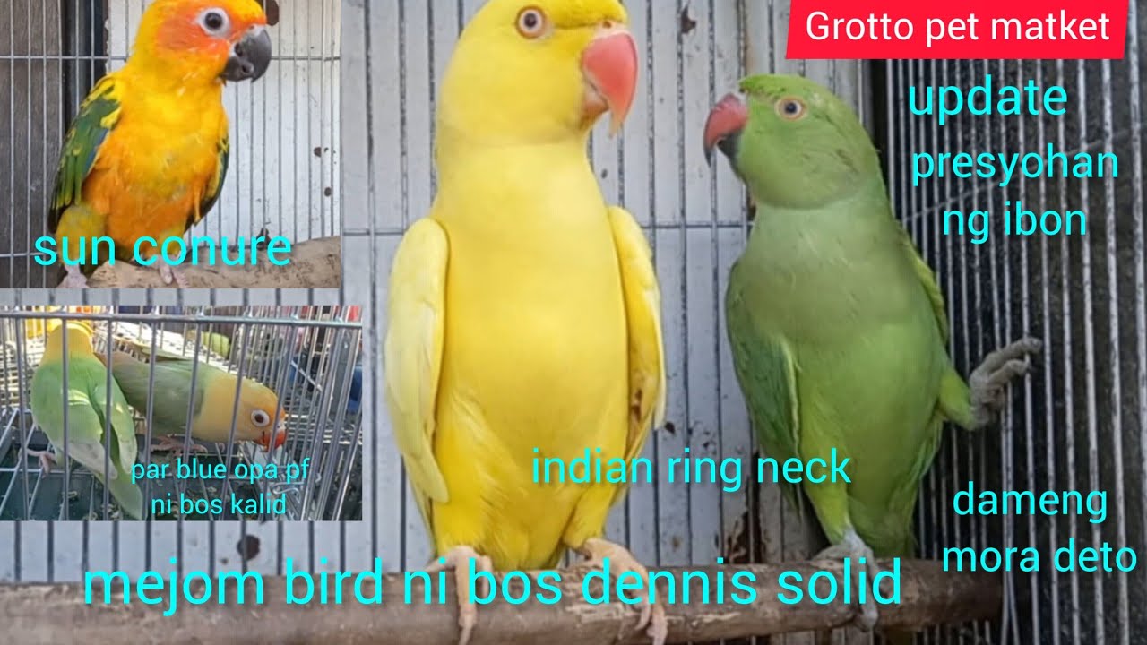 ep#134 Grotto pet market update presyohan ng ibon dameng mora deto. mejom bird ni bos dennis solid.