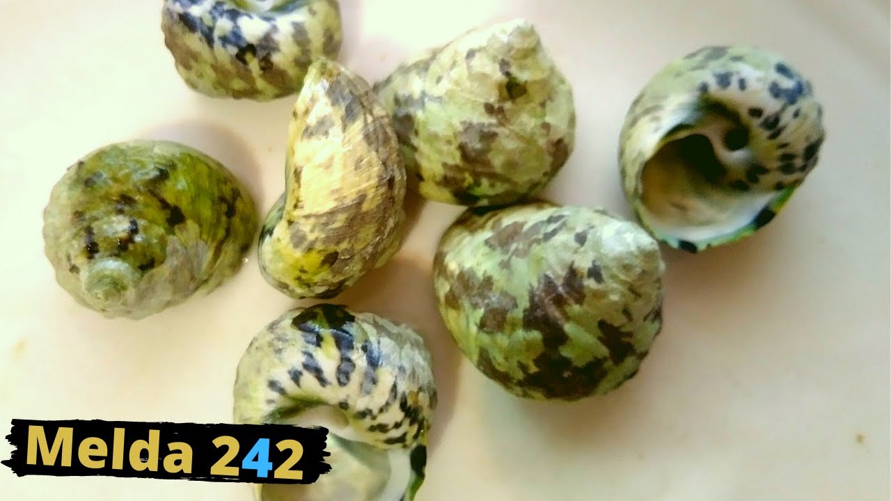 ПРИГОТОВЛЕНИЕ И УПОТРЕБЛЕНИЕ МОРСКИХ УЛИТОК | БАГАМСКАЯ КУХНЯ