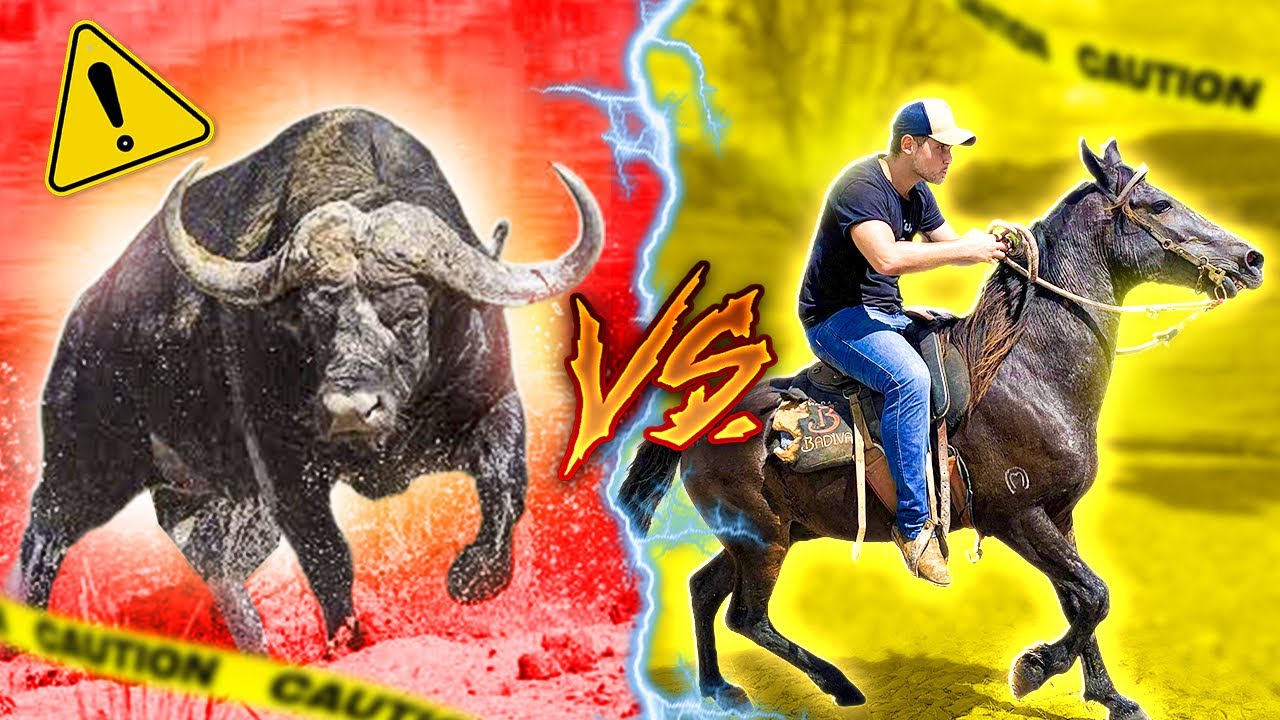 BÚFALO Pegando CAVALO * deu Ruim