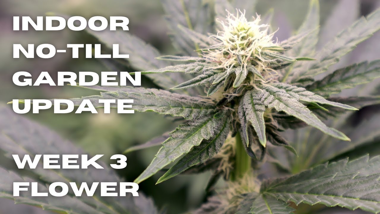 2022 Indoor Organic Cannabis Garden Update: WEEK 3 FLOWER | CLONING & PHENO HUNTING