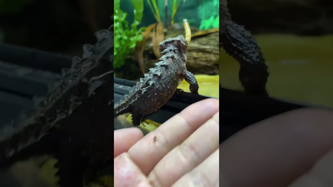 Red-eyed crocodile skink (Tribolonotus gracilis)