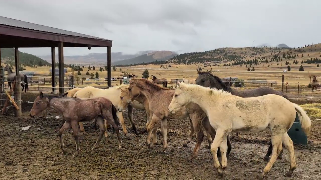 New weanlings have arrived!