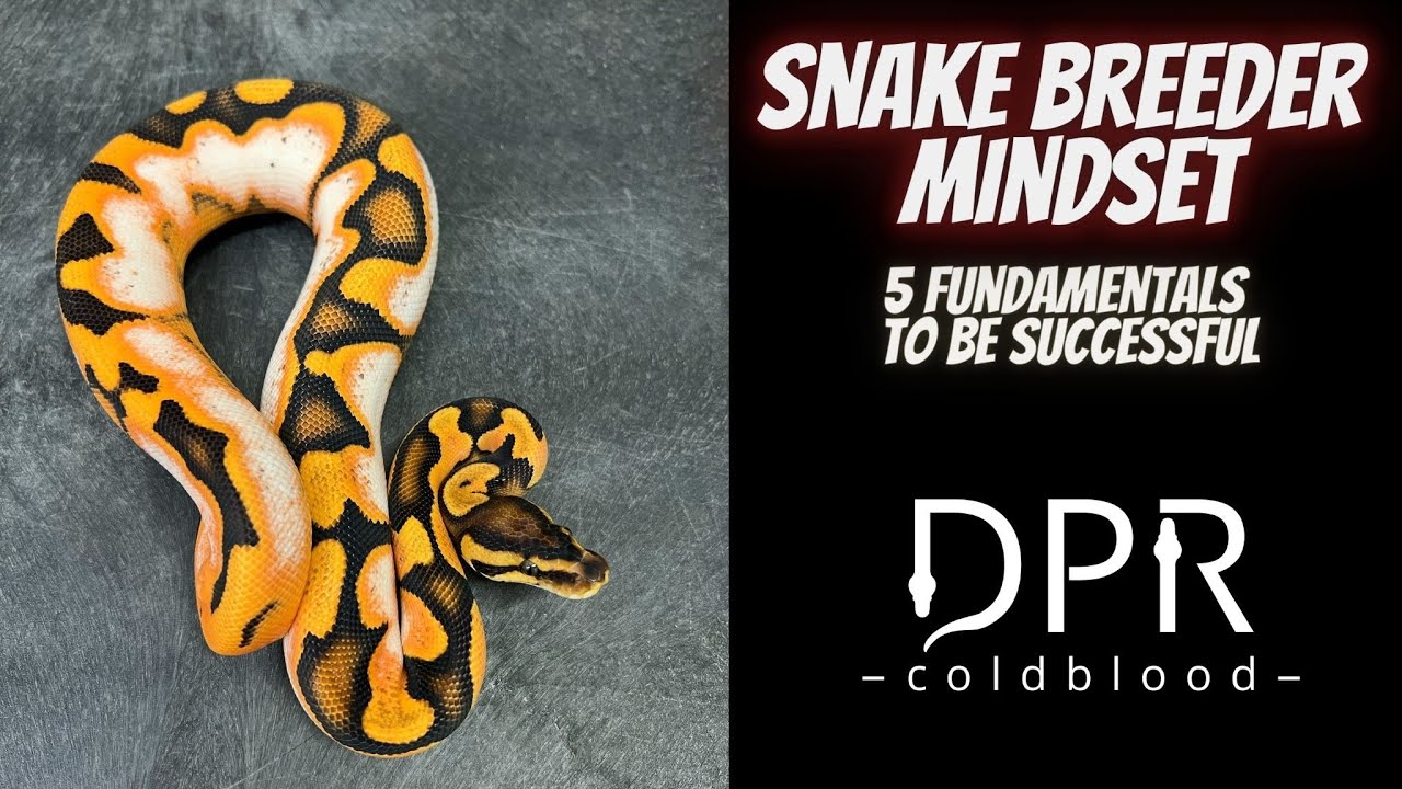 5 Fundamentals To Be A Successful Snake Breeder, Snake Breeder Series Pt 2