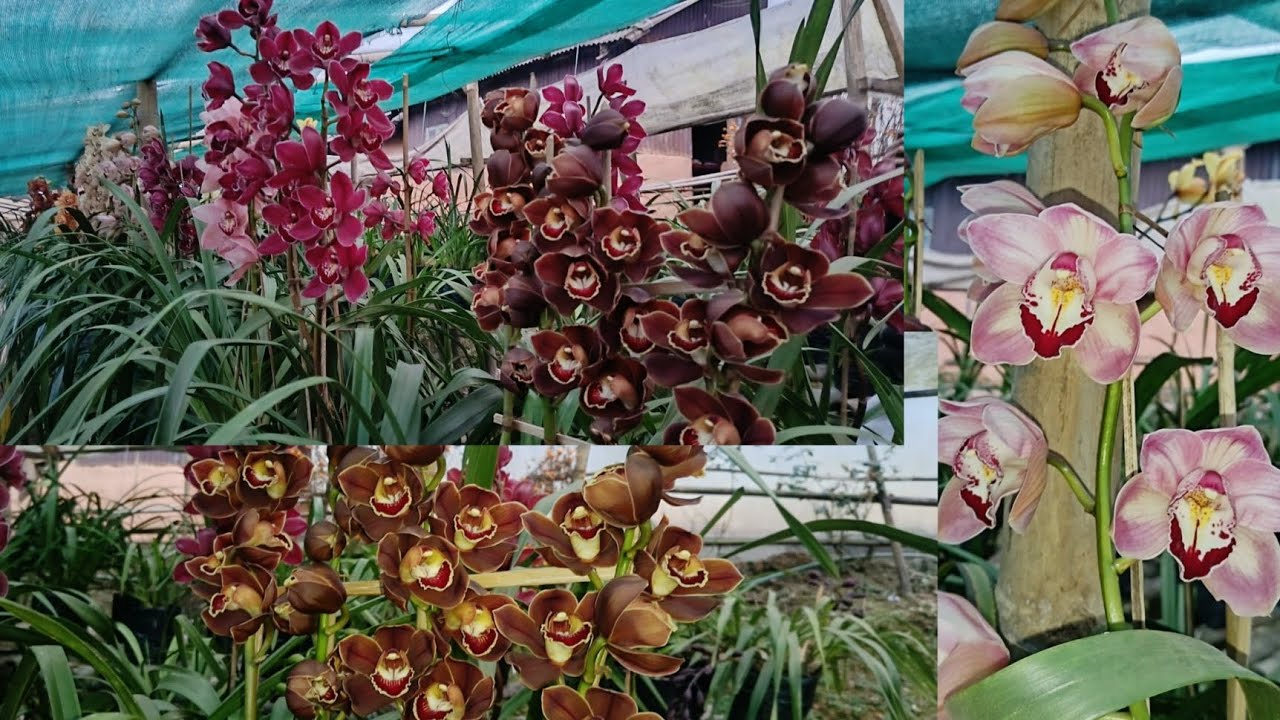 Cymbidium orchid blooming mid Variety #cymbidium #orchid