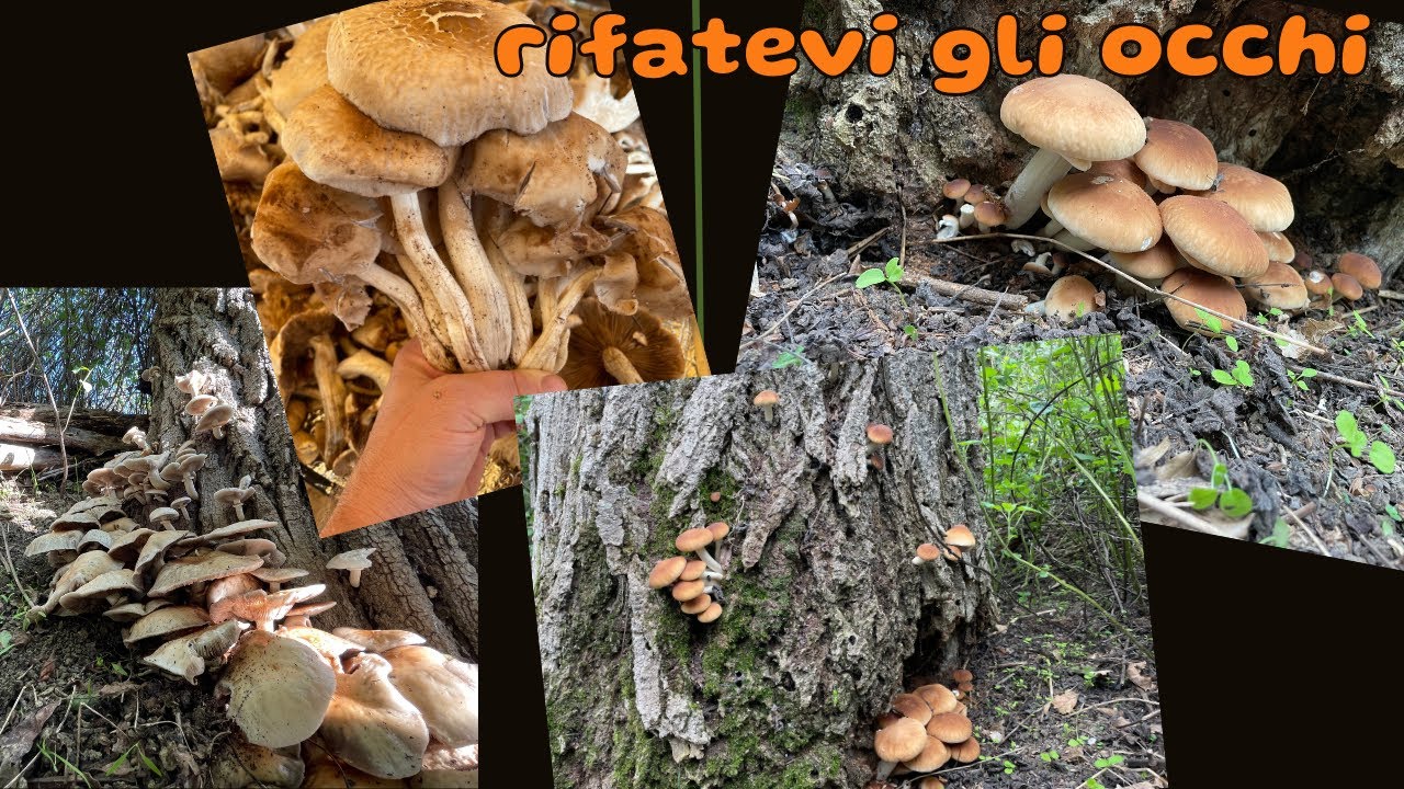 FUNGHI PIOPPARELLI  PICCOLI PIACERI DELLA VITA
