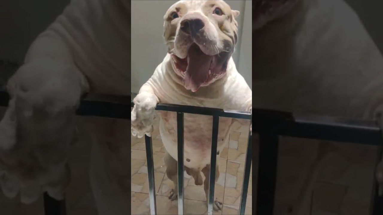 "mamute" Pit Monster de 70 kg 