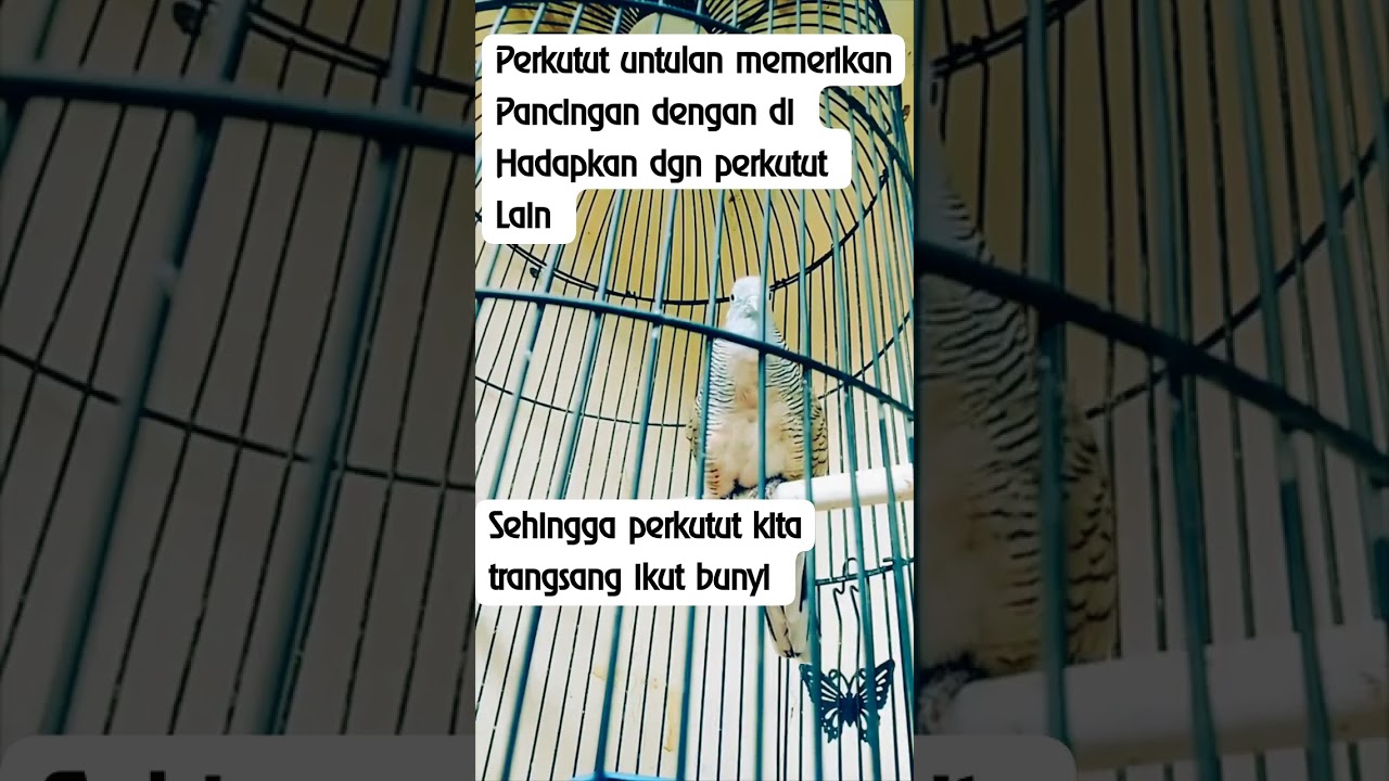 Perkutut untulan pancingan - perkutut lokal nusantara 266