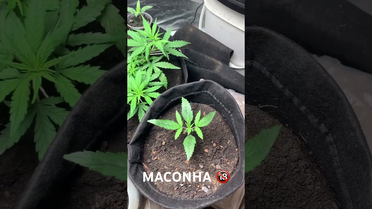 - Cultivo de maconha indoor consciente, todas sementes de prensado, plantar pra não comprar