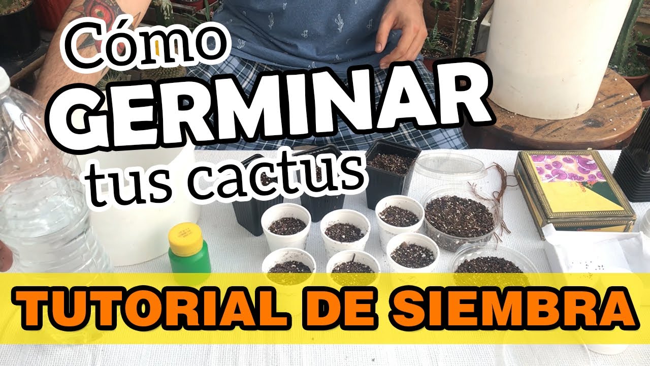 Tutorial de SIEMBRA de CACTUS | GERMINACIÓN Paso a paso