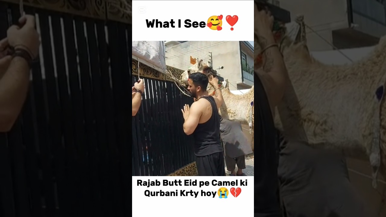 What U See😍🥀 Rajab Camel ki Qurbani krty hoy😭💔 #rajabfamily #emaanrajab #viralvideo #trendingshorts