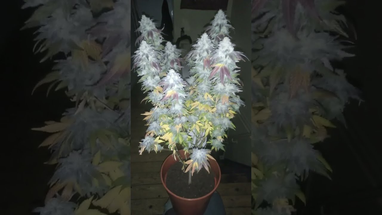 BARNEY'S Blue Sunset Sherbet
