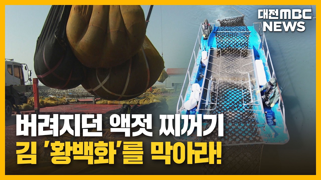 수백억 피해 '김 황백화'...