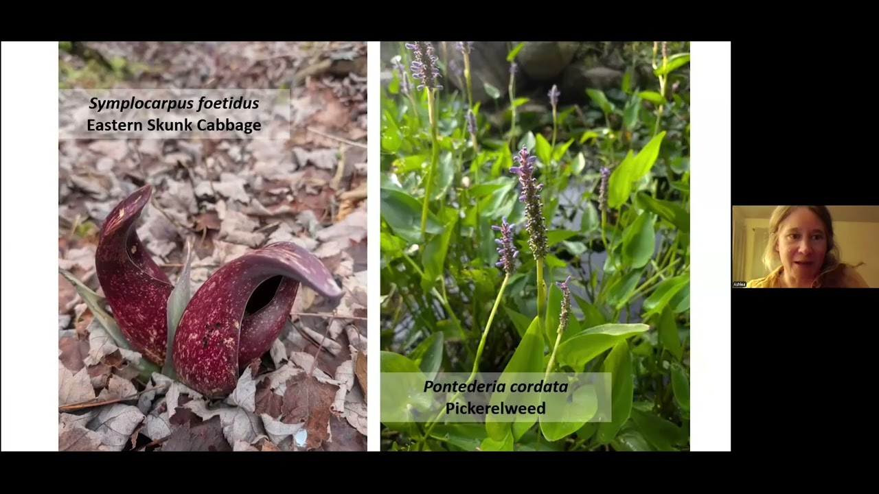 Experiences with Growing Native Plants at the Annapolis Royal Historic Gardens - Ashlea Viola