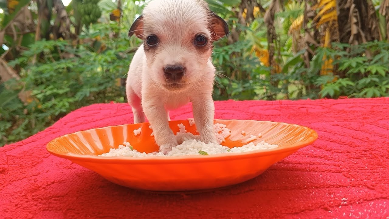 Watch This Puppy Get Its First Bath Ever!