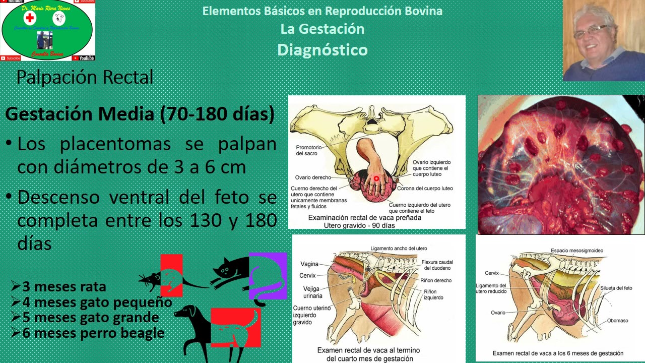 Gestación en Bovinos Parte 3: Palpación Rectal