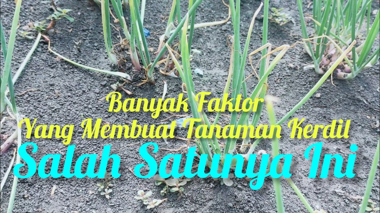 TERNYATA SEBABNYA DARI SINI MAKANYA TANAMAN BAWANG MERAH JADI KERDIL