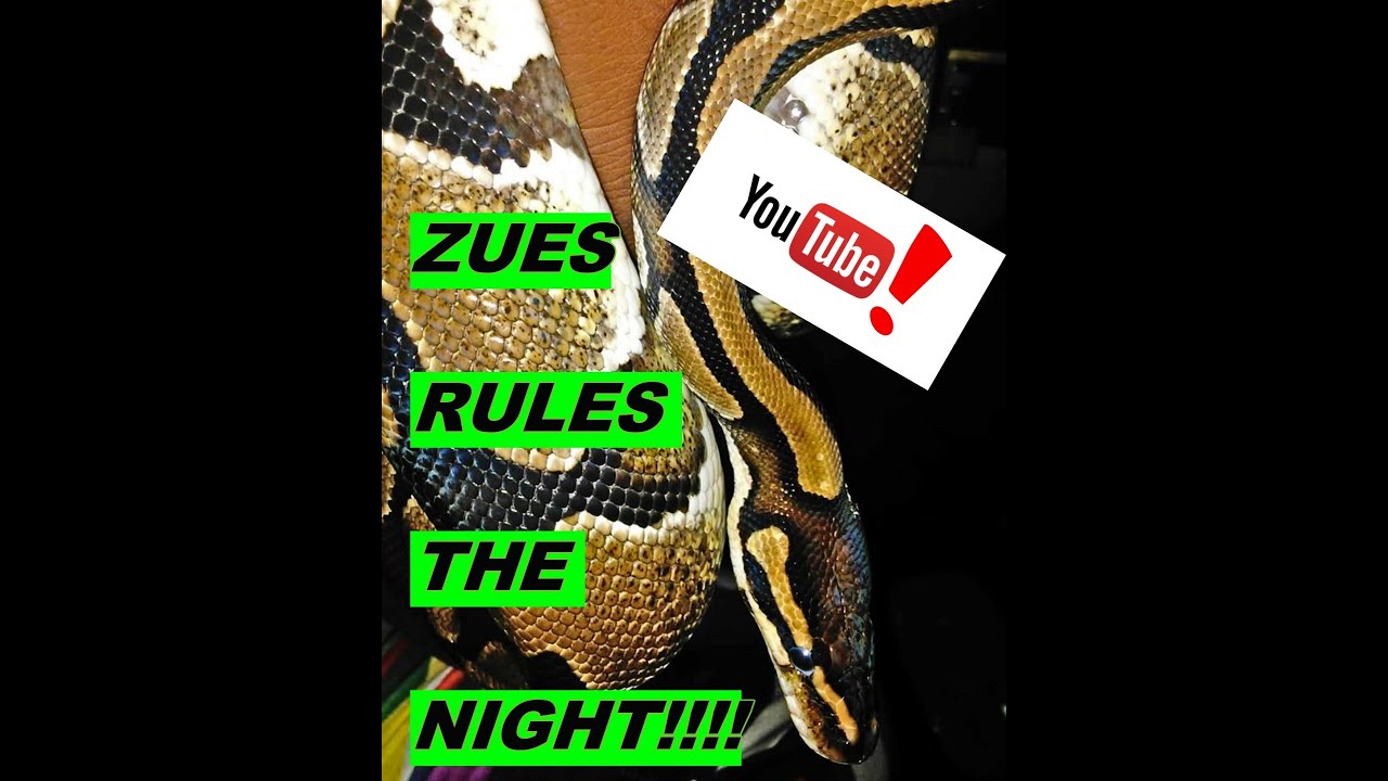 Zeus the Ball Python Rules the Night!