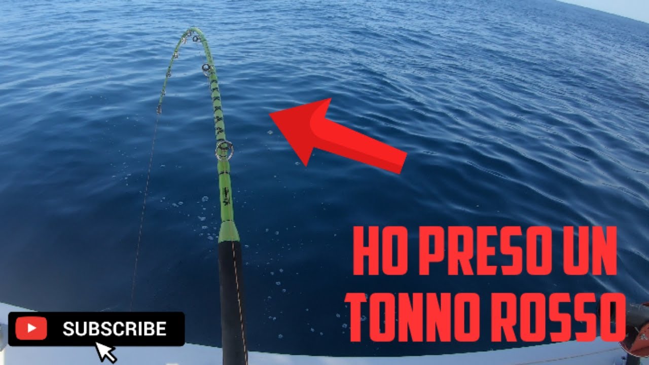 Traina con il vivo al TONNO ROSSO in liguria