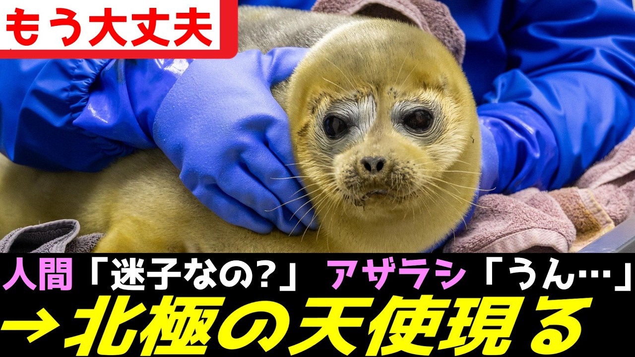 アザラシさん、奇跡の緊急保護で激かわシーンを見せまくってしまうｗｗｗ