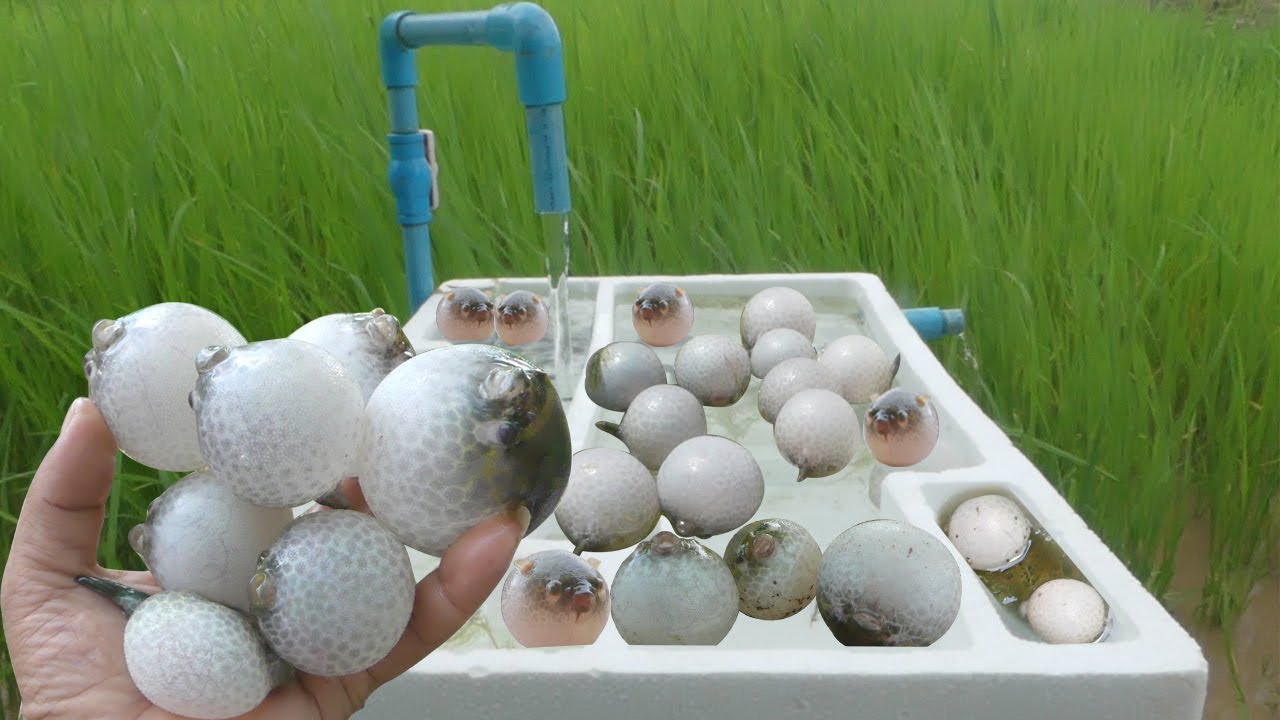 Build a beautiful swimming pool for drought stricken pufferfish .