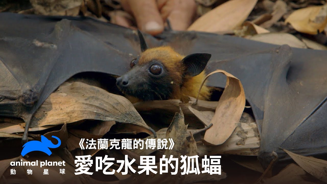 不是水果，我可是不吃的喔！｜動物星球頻道