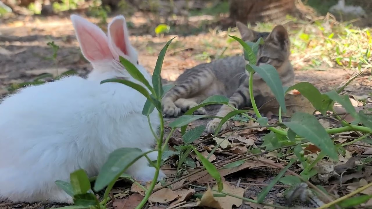 From Tiny Baby Bunnies to Happy Fruit Loving Rabbits | Their Sweet Life Journey