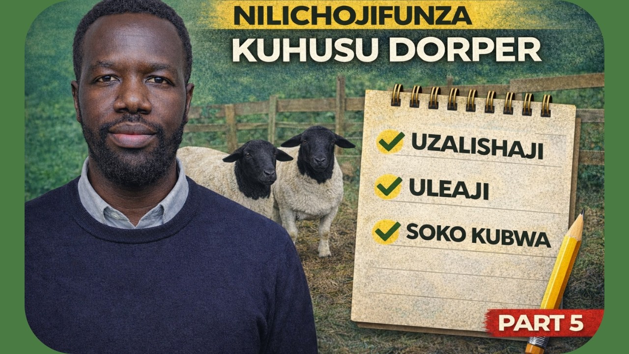 Ufugaji wa Kondoo wa Dorper Kenya | Ukweli Nilioujifunza Kuhusu Dorper (Sehemu ya 5 mwisho)