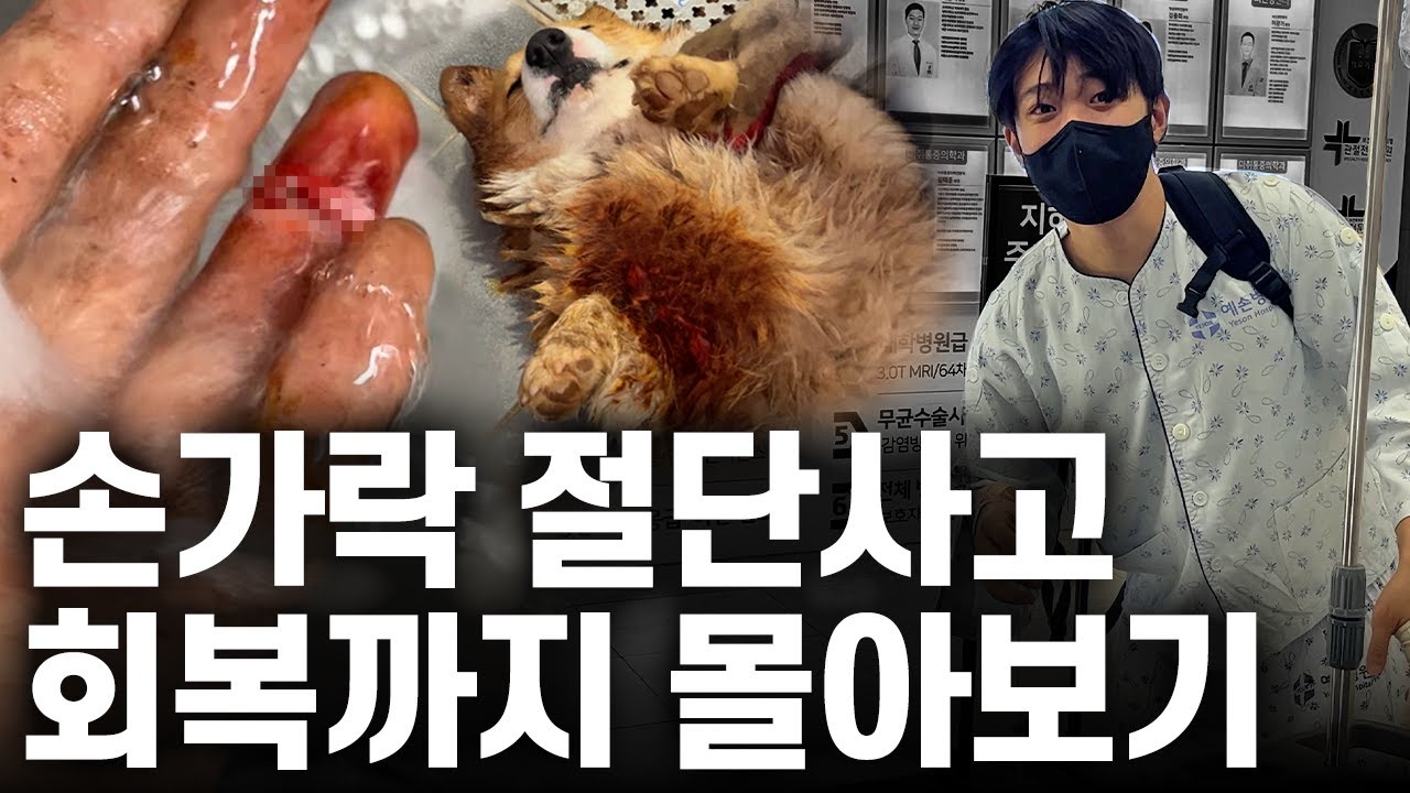 강아지 싸움 말리다 손가락 절단 후 회복까지 있었던 일  루시코기 수술&입원 편 몰아보기