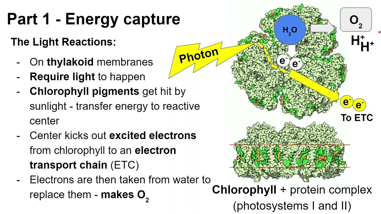 Lecture 6.3 photosynthesis