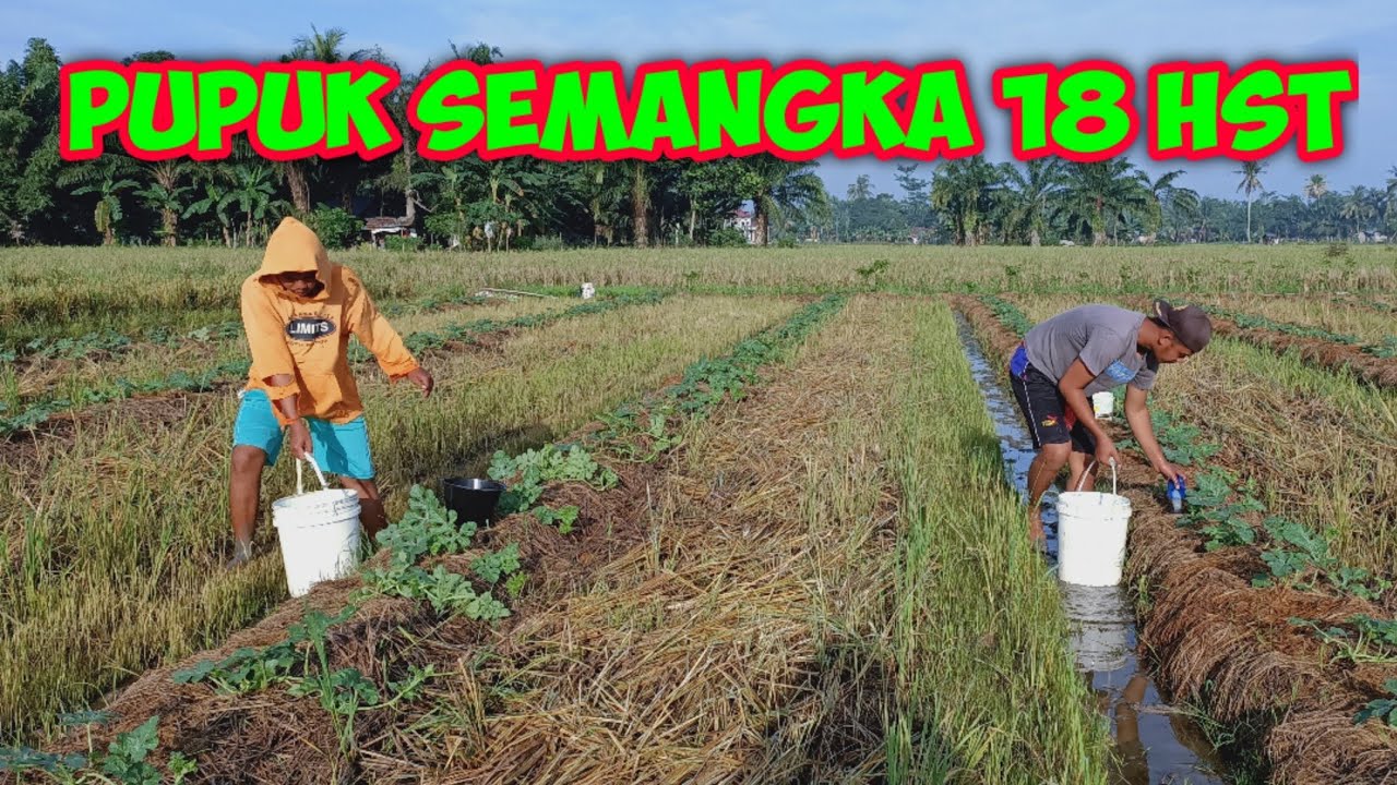 (8) PEMUPUKAN KOCOR YANG KE TIGA TANAMAN SEMANGKA