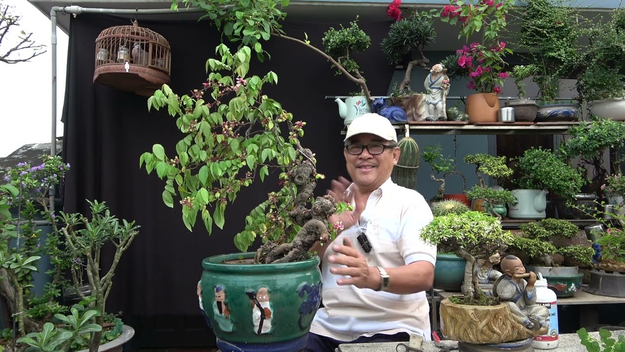 CHĂM CÂY KHẾ RA NHIỀU TRÁI CẦU TÀI NGÀY ĐẦU NĂM .