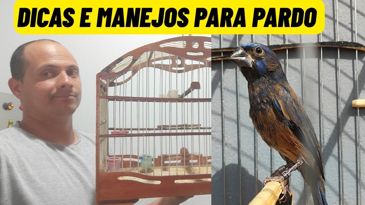 Pareia de AZULÃO pardo pra da certo tem que ser desse jeito | respondendo os inscritos