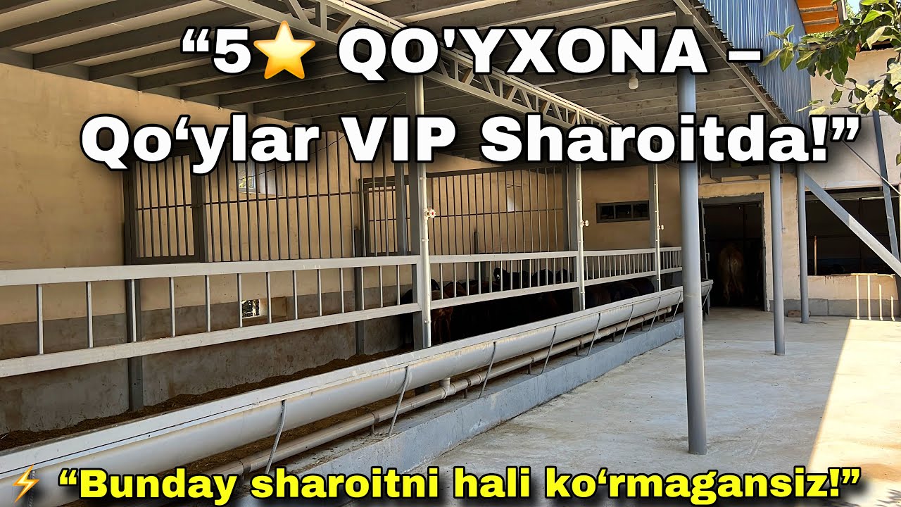“Qo‘yxonami bu? Yo‘q, Bu Qo‘ylar Uchun VIP Mehmonxona!”💥😱