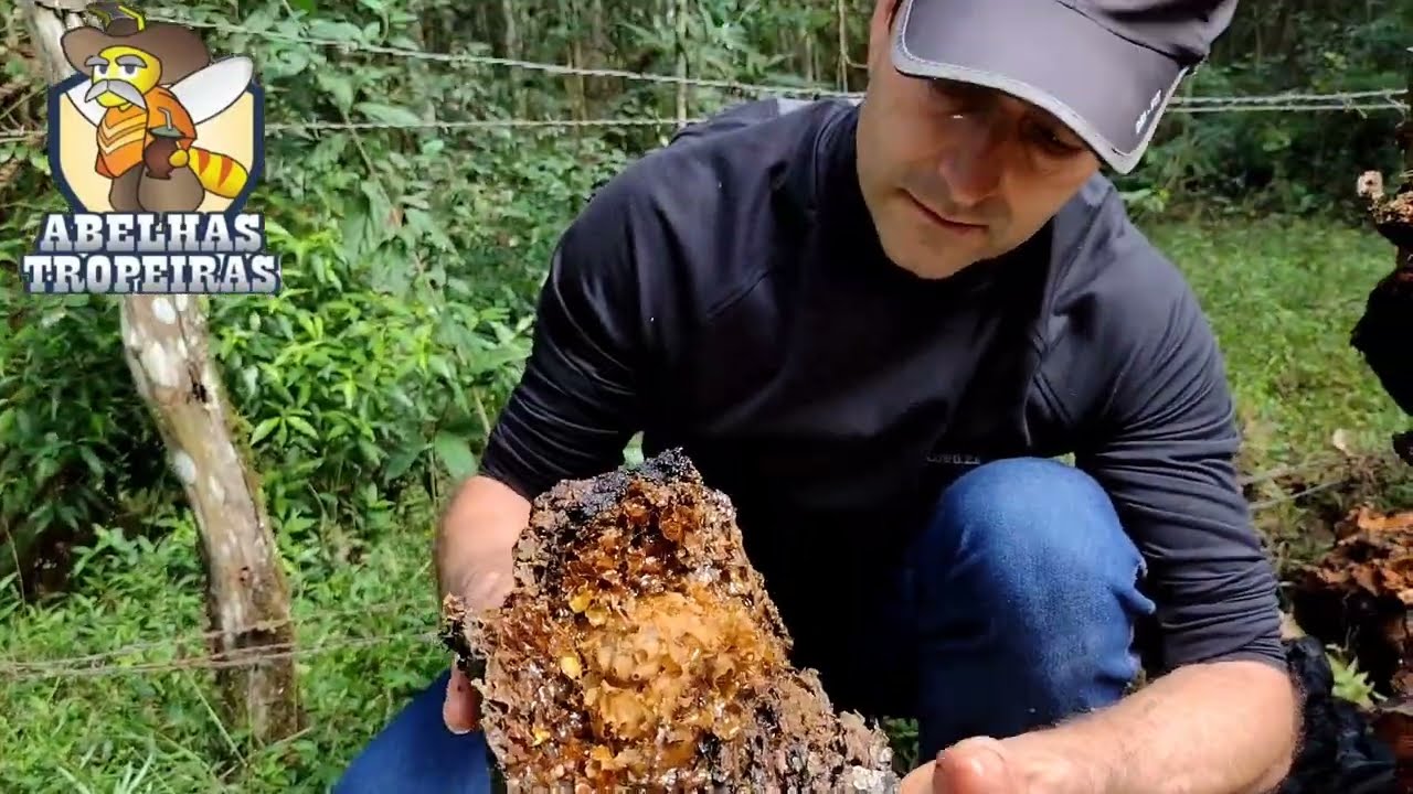 Tiramos a Jataí do Oco da Árvore! Fizemos Duas Famílias!