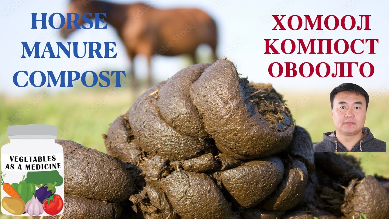 ХОМООЛООР КОМПОСТ ХЭРХЭН ХИЙХ ВЭ? HORSE MANURE COMPOST MAKING