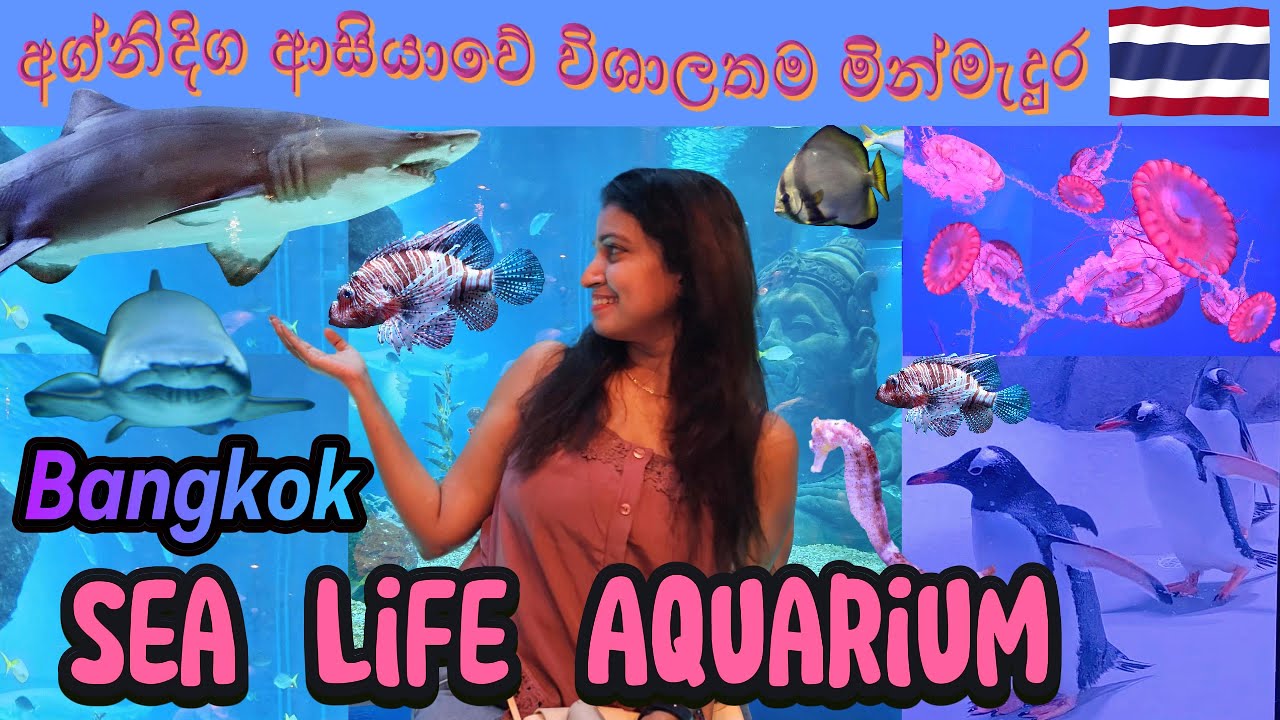 Sea life Aquarium - Bangkok අග්නිදිග ආසියාවේ විශාලතම මින්මැදුර බලන්න යමු ද? @bktravelbook