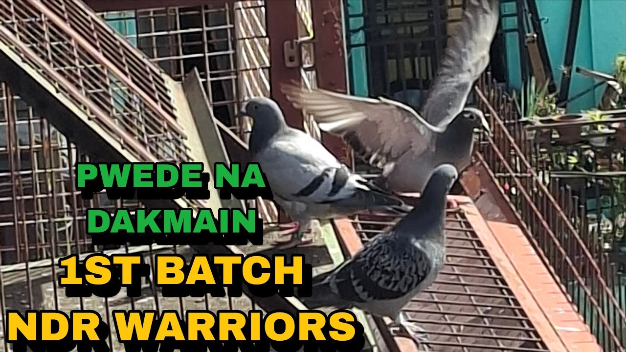 MAKASURVIVE KAYA SA UNANG PITIK 1ST BATCH NDR WARRIORS! MIDTOSS KULANG PA NG ISA!SI JDC LINE WALA PA