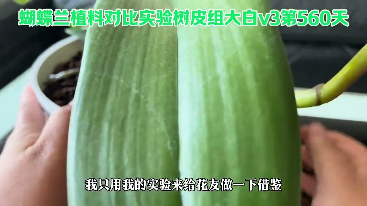 不光要听，还要去做，因为实践是检验真理的唯一标准。#分享养花经验 #蝴蝶兰 #龟背竹 #兰花