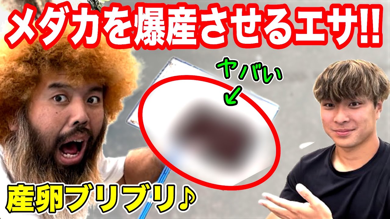 【メダカのエサ】爆産間違いなし!爆産映像あり､最強のエサはこれだ!