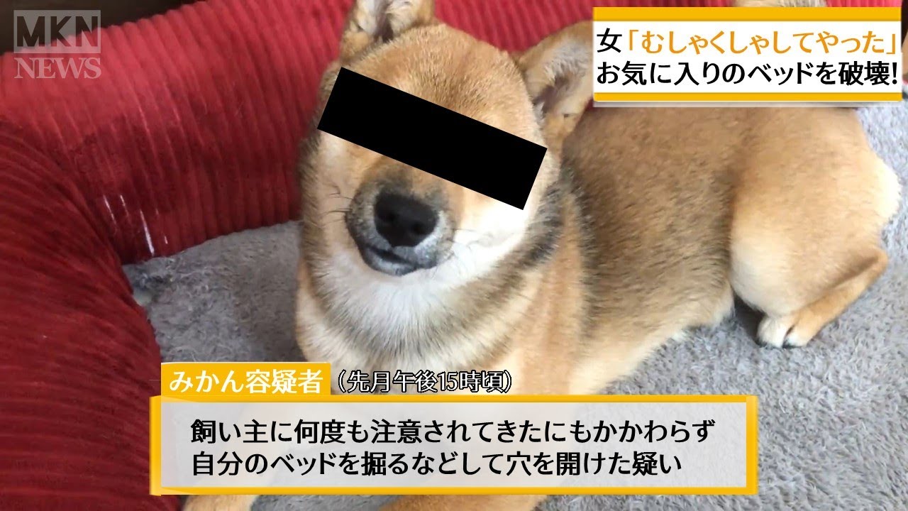 柴犬（豆柴）みかん｜ベッドの代わりに「ござ」を敷いてあげた時の反応…