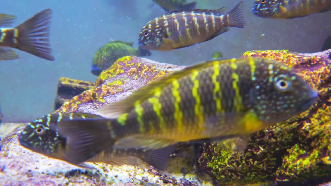 Wc Tropheus murago congo