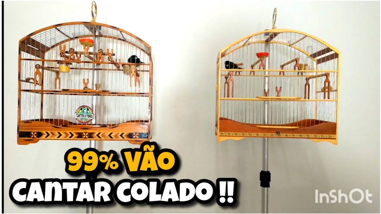 TÉCNICA QUE FAZ 100 % dos SEUS COLEIROS E PAPA-CAPIM CANTAR DE CARA 🔥🔥🔥