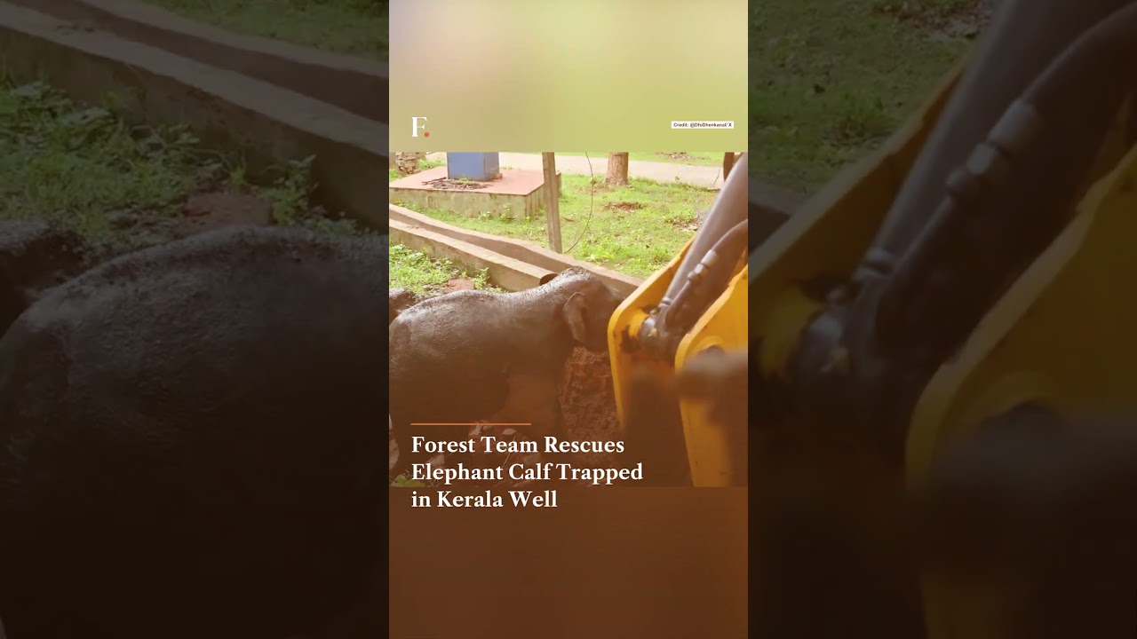 Forest Team Rescues Elephant Calf Trapped in Kerala Well | Firstpost News | N18G