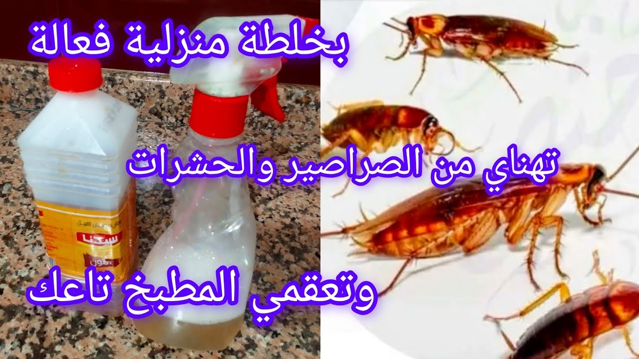 ✅خلطة منزلية فعالة للقضاء على الصراصير القرلويات🪳🪳 وجميع الحشرات نهائيا وتعقمي بيها المطبخ تاعك🥰